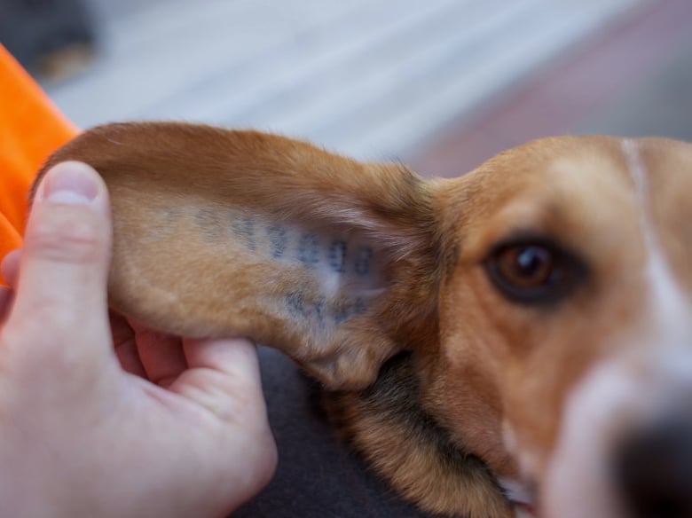 Beagles used for research are often given identifying tattoos under the ear.

